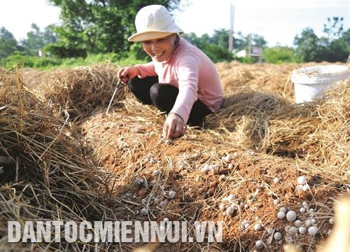 Nghề trồng nấm rơm phát triển khá mạnh ở vùng đồng bào Khmer thuộc các tỉnh Hậu Giang, Sóc Trăng, Kiên Giang. Ảnh: DTMN