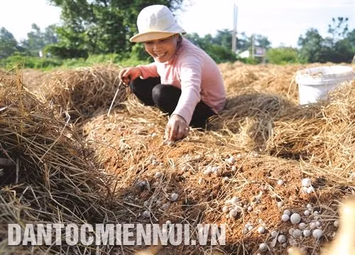 Nghề trồng nấm rơm phát triển khá mạnh ở vùng đồng bào Khmer thuộc các tỉnh Hậu Giang, Sóc Trăng, Kiên Giang. Ảnh: DTMN