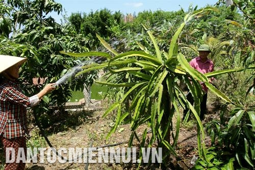 Làm giàu trên vùng đất đỏ Bazan