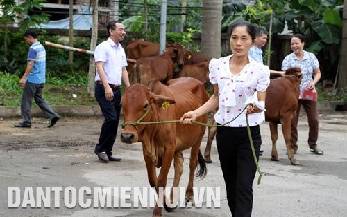 Ba năm gần đây, mô hình chăn nuôi bò sinh sản đã giúp nhiều hộ gia đình thoát nghèo. Ảnh: Trung Xuân