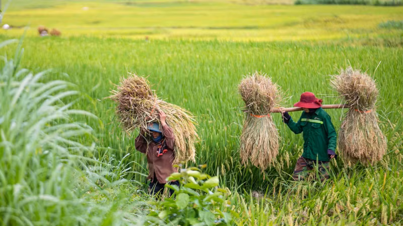 Sơn La: Mùa thu hoạch lúa ở xã Yên Châu