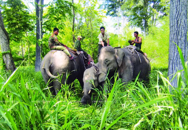 ‘Bảo mẫu’ cho đàn voi giữa đại ngàn Buôn Đôn