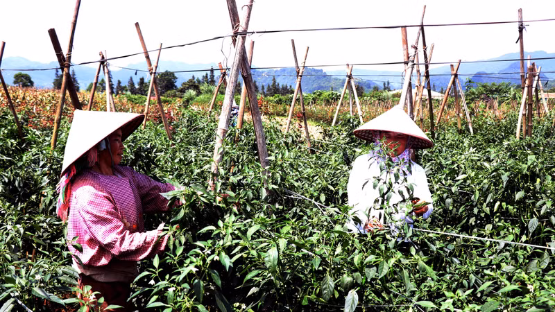Liên kết trồng ớt chỉ địa, mở hướng phát triển kinh tế vùng cao