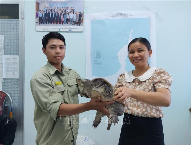 Vì là loài ngoại lai không thể thả về môi trường tự nhiên nên Chi cục Thủy sản Bình Định đã bàn giao cho vườn thú FLC Zoo Safari Quy Nhơn để chăm sóc và nuôi dưỡng. Ảnh: TTXVN phát