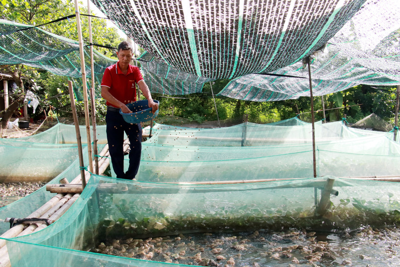Chăm sóc ếch nuôi tại gia đình ông Vũ Văn Minh xã Trực Mỹ (Trực Ninh, Nam Định). Ảnh: Nguyễn Lành - TTXVN