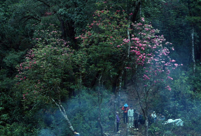 Trên đỉnh núi Bạch Mộc Lương Tử chủ yếu là hoa đỗ quyên đỏ, nhiều cây cao 10m mọc sát nhau tạo rlên khung cảnh lung linh huyền ảo giữa núi rừng. 
