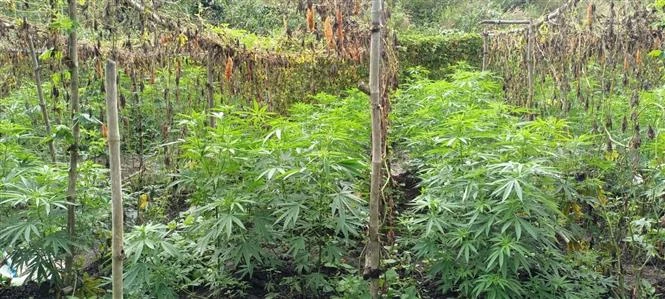 Cây cần sa trồng trái phép trong rẫy cà phê. Ảnh: TTXVN phát 