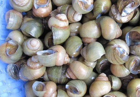 Ốc gạo Tân Phong. Nguồn: baoapbac.vn 