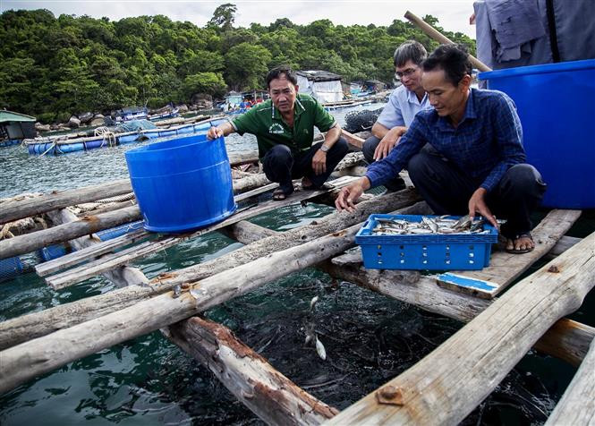 Ông Trần Văn Tân tại ấp Bãi Ngự, xã đảo Thổ Châu cho cá bớp ăn. Ảnh: Hồng Đạt - TTXVN