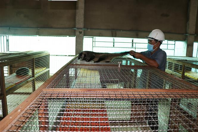 Đàn chồn hương của anh Võ Văn tiến sinh sản mỗi năm 2 lứa. Ảnh: Hữu Chí - TTXVN 