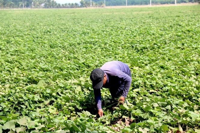 Mô hình chuyển đổi xen canh trồng khoai lang Nhật ruột vàng trên ruộng lúa tại Đức Linh mang lại thu nhập cao cho người dân. Ảnh: Nguyễn Thanh - TTXVN 
