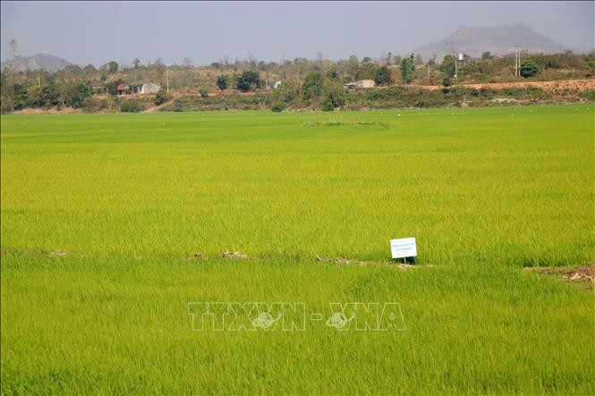 Cánh đồng lúa tại xã Buôn Chóah, huyện Krông Nô sản xuất theo tiêu chuẩn VietGAP.. Ảnh: Hưng Thịnh – TTXVN