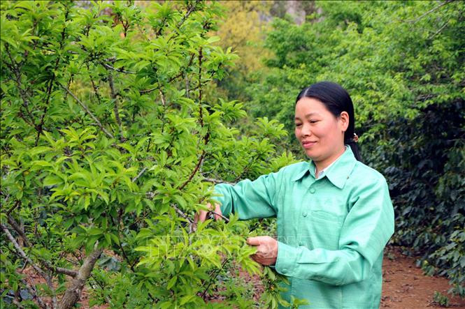 Chị Phạm Thị Tuyết, Chi hội trưởng Hội phụ nữ bản tái định cư Chiềng Yên, xã Chiềng Cọ, thành phố Sơn La, tỉnh Sơn La là gương trong thực hiện nhiệm vụ kinh tế - xã hội tại địa phương. Ảnh: Quang Quyết - TTXVN