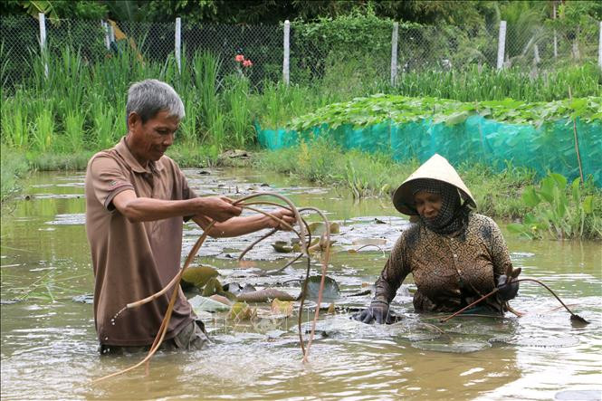 Vợ chồng ông Sơn Xâm, xã Đông Bình (thị xã Bình Minh, tỉnh Vĩnh Long) thu hoạch bông súng để tăng thu nhập. Ảnh: Lê Thúy Hằng - TTXVN