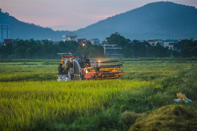 Thu hoạch lúa vụ xuân 2021 tại xã Nhuận Trạch - Huyện Lương Sơn. Ảnh: Trọng Đạt-TTXVN