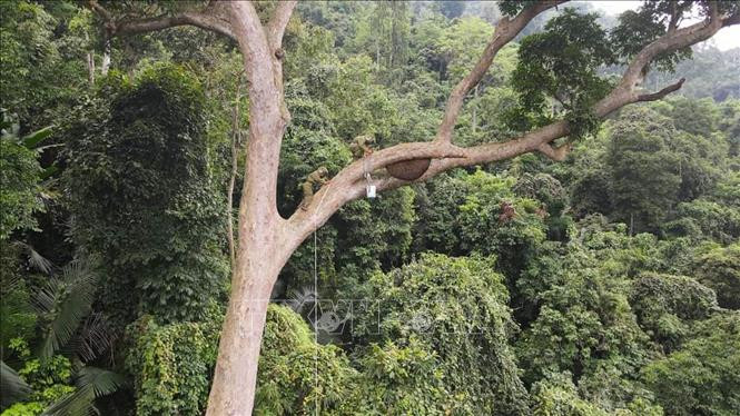 Cộng đồng người Bahnar được hưởng lợi và bảo vệ những diện tích rừng được giao khoán. Ảnh: Hoài Nam - TTXVN