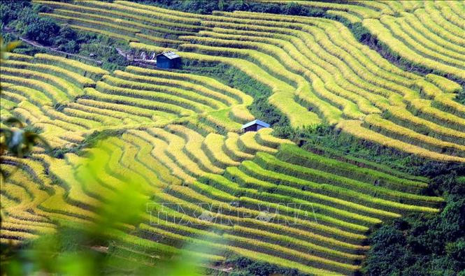 Mùa vàng trên vùng biên Phong Thổ (Lai Châu)