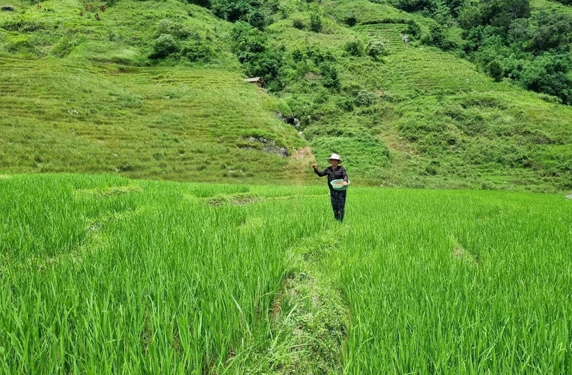 Kon Tum tìm giải pháp cho gần 3.300 ha lúa canh tác một vụ