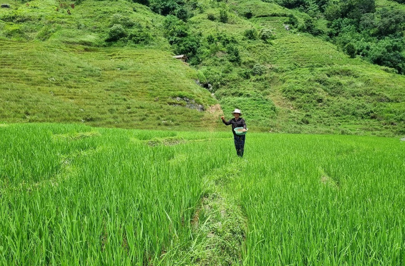 Kon Tum tìm giải pháp cho gần 3.300 ha lúa canh tác một vụ