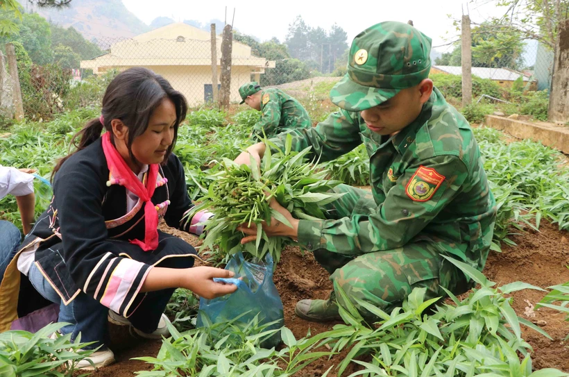 Các em học sinh cùng các chiến sĩ thu hoạch rau muống tại mô hình “Vườn rau sạch cho bé” của Đồn biên phòng Huổi Luông (huyện Phong Thổ, tỉnh Lai Châu). Ảnh: Nguyễn Oanh - TTXVN