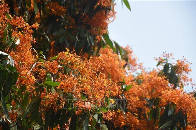 Hoa trang rừng nở rực rỡ. Ảnh: Tường Quân - TTXVN