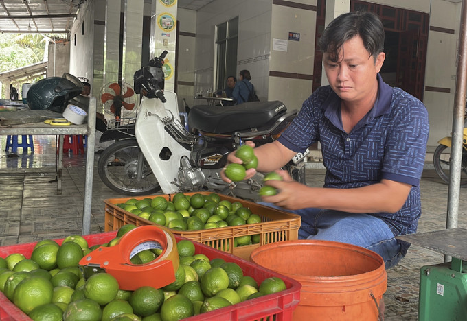 Ông Phan Đức Tài, Giám đốc Hợp tác xã Thành Chí, xã Tân An (Vĩnh Long), phân loại chanh không hạt.