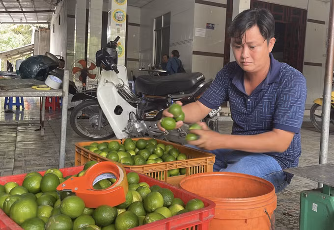Ông Phan Đức Tài, Giám đốc Hợp tác xã Thành Chí, xã Tân An (Vĩnh Long), phân loại chanh không hạt.