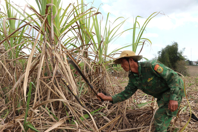 Năng suất mía trong niên vụ 2025 - 2026 của ông Nay Y Sơn (xã Suối Trai) giảm do ảnh hưởng bão lũ cuối năm 2025.