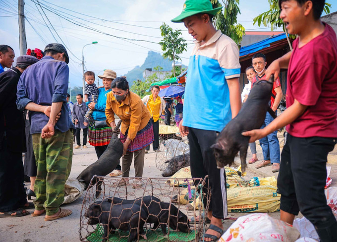 Khu vực bán gia súc, gia cầm tại chợ Bắc Hà. bac-ha-2.jpg
