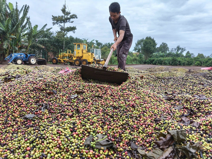 Nông dân Gia Lai phơi cà phê.