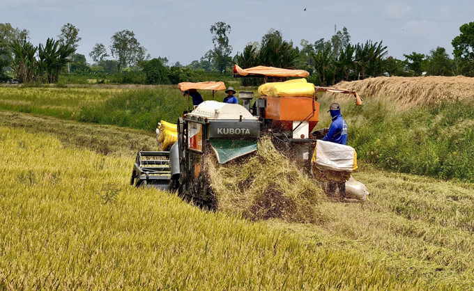 Khẩn trương thu hoạch lúa vụ Hè Thu trên cánh đồng xã Ô Lâm, An Giang. Ảnh: Thanh Sang/TTXVN Khẩn trương thu hoạch lúa vụ Hè Thu trên cánh đồng xã Ô Lâm, An Giang. Ảnh: Thanh Sang/TTXVN