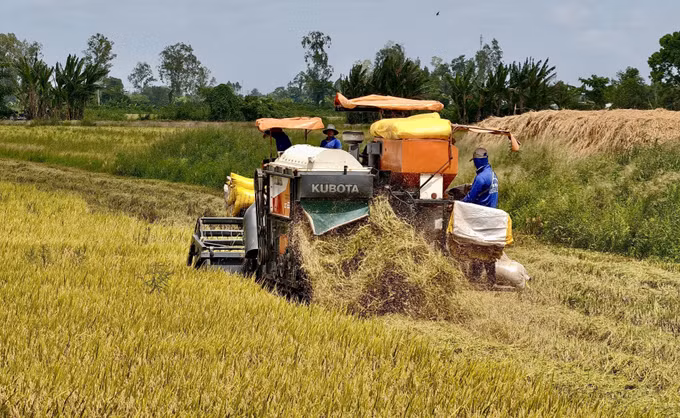 Khẩn trương thu hoạch lúa vụ Hè Thu trên cánh đồng xã Ô Lâm, An Giang. Ảnh: Thanh Sang/TTXVN