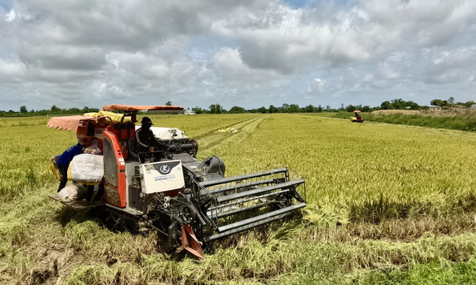 Máy gặt đập liên hợp hoạt động hết công suất, giúp nông dân rút ngắn thời gian thu hoạch. Ảnh: Thanh Sang/TTXVN Máy gặt đập liên hợp hoạt động hết công suất, giúp nông dân rút ngắn thời gian thu hoạch. Ảnh: Thanh Sang/TTXVN