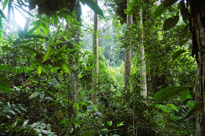 Trong Tiểu khu 240 giữa đại ngàn Pù Huống rất dễ bắt gặp các loài cây đặc trưng mang tính chỉ thị như trai lý, nghiến, đinh, ruối ô rô... Ảnh: Xuân Tiến/TTXVN