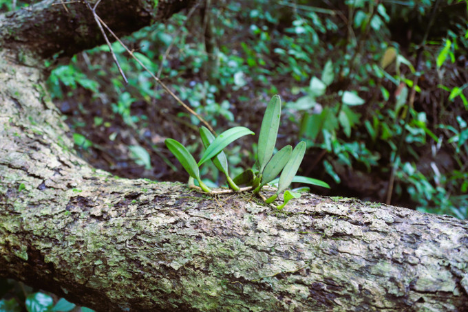 Một loại lan rừng mọc ký sinh trên thân cây cổ thụ trong đại ngàn Khu bảo tồn thiên nhiên Pù Huống. Ảnh: Xuân Tiến/TTXVN