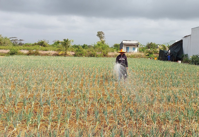 Nông dân Khmer phường Vĩnh Trạch, tỉnh Cà Mau chăm sóc rau màu trong mùa nắng nóng.