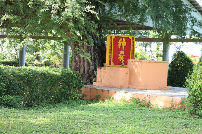 Ngôi miếu cùng cây me hơn 100 năm tuổi tại khu di chỉ khảo cổ Gò Thành, xã Tân Thuận Bình, tỉnh Đồng Tháp.