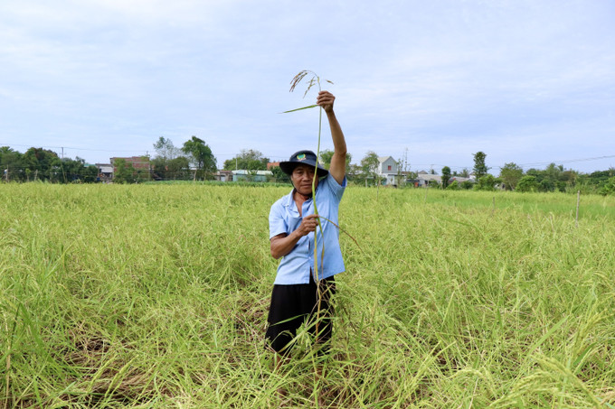 Những cây lúa mùa nổi vươn mình cao từ 3–5m trong mùa lũ, minh chứng cho sức sống bền bỉ của giống lúa quý.