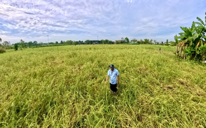 Lúa mùa nổi chín vàng khi nước lũ rút, mang lại nguồn thu nhập bền vững cho nông dân An Giang.