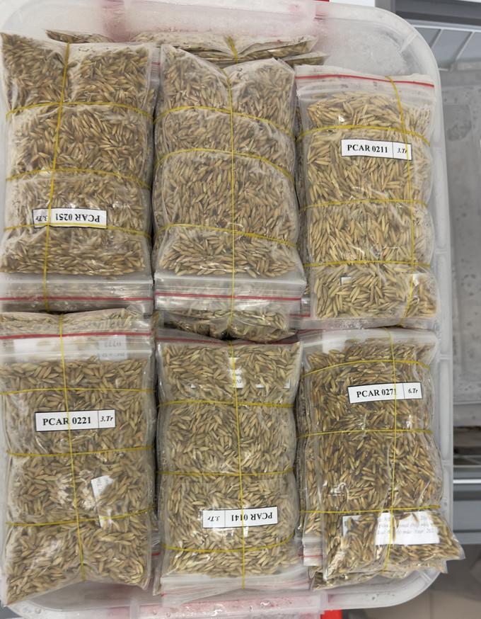 Các dòng lúa mùa nổi được lưu giữ, phục vụ công tác nghiên cứu, bảo tồn tại trường Đại học An Giang.