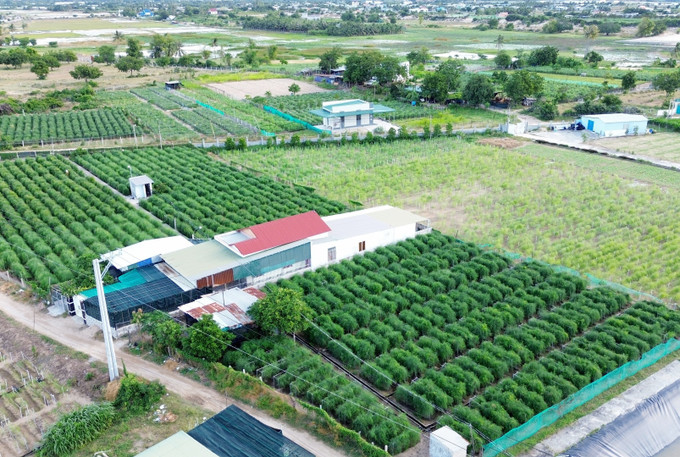 Mô hình trồng cây măng tây trên đất pha cát cho hiệu quả kinh tế cao của đồng bào Chăm ở xã An Hải (Ninh Phước, Ninh Thuận). ninh-thuan-3.jpg