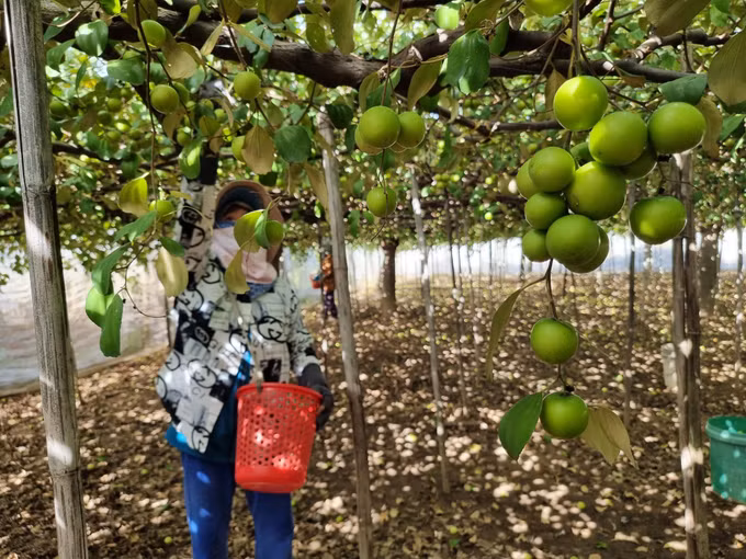 Mô hình trồng giống táo mới trong nhà lưới tại thị trấn Phước Dân (Ninh Phước, Ninh Thuận).