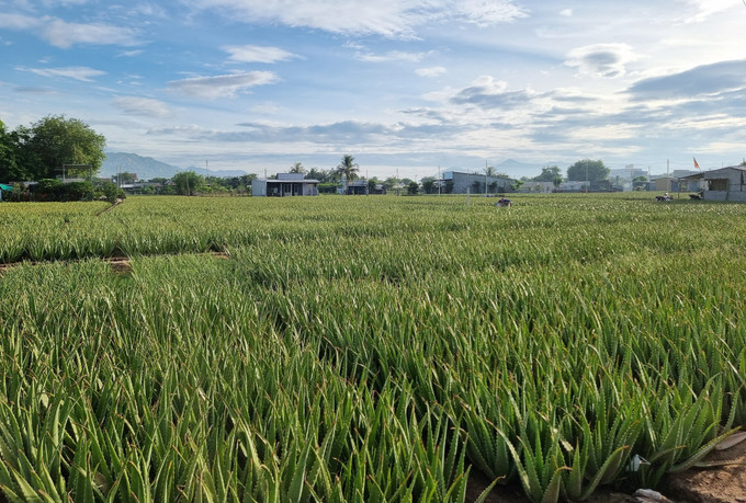 Vùng trồng cây nha đam tại phường Văn Hải (thành phố Phan Rang – Tháp Chàm, tỉnh Ninh Thuận). Vùng trồng cây nha đam tại phường Văn Hải (thành phố Phan Rang – Tháp Chàm, tỉnh Ninh Thuận).