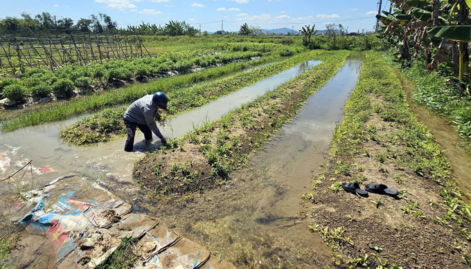 Do tuyến kênh dẫn nước xuống cấp khiến nước thường xuyên trào ra gây ngập ruộng vườn, hoa màu của người dân thôn Linh Cận Sơn (xã Nam Gianh, Quảng Trị). Ảnh: TTXVN phát Do tuyến kênh dẫn nước xuống cấp khiến nước thường xuyên trào ra gây ngập ruộng vườn, hoa màu của người dân thôn Linh Cận Sơn (xã Nam Gianh, Quảng Trị). Ảnh: TTXVN phát
