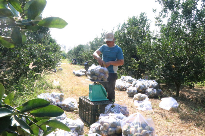 Người dân cẩn thận cắt hái, đóng thùng, vận chuyển cam để giao cho thương lái.