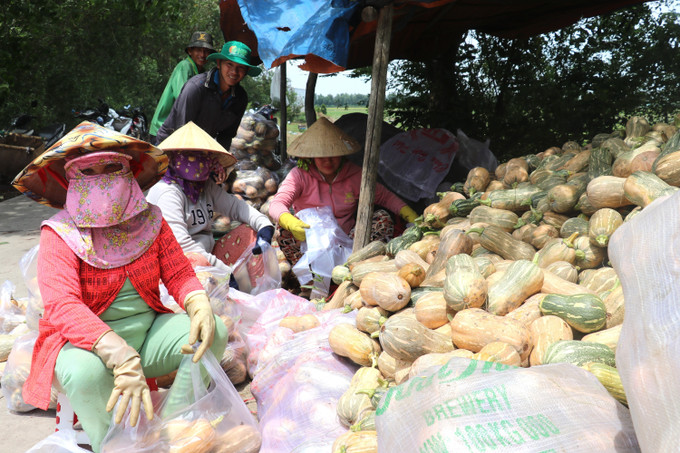 Người dân xã Tuyên Thạnh, tỉnh Tây Ninh với sản phẩm bí đỏ đạt chuẩn cung cấp ra thị trường. Ảnh: Đức Hạnh/TTXVN Người dân xã Tuyên Thạnh, tỉnh Tây Ninh với sản phẩm bí đỏ đạt chuẩn cung cấp ra thị trường. Ảnh: Đức Hạnh/TTXVN