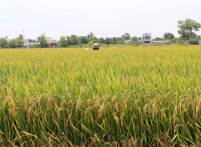 Giống lúa do Viện Nghiên cứu Bông và Phát triển Nông nghiệp Nha Hố sản xuất, khi thu hoach sẽ cung cấp ra thị trường để sản xuất đại trà. Giống lúa do Viện Nghiên cứu Bông và Phát triển Nông nghiệp Nha Hố sản xuất, khi thu hoach sẽ cung cấp ra thị trường để sản xuất đại trà.