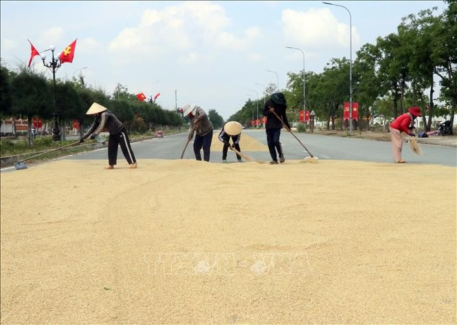 Bà con Raglai ở xã Phước Đại, phơi và thu lúa vụ Đông Xuân để bán cho thương lái. Ảnh: Công Thử/TTXVN Bà con Raglai ở xã Phước Đại, phơi và thu lúa vụ Đông Xuân để bán cho thương lái. Ảnh: Công Thử/TTXVN