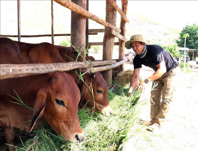 Anh Katơr Đoa, ở thôn Rã Trên (xã Phước Trung) tập trung phát triển chăn nuôi gia súc có sừng theo hướng trang trại. Ảnh: Công Thử/TTXVN ninh-thuan-2.jpg