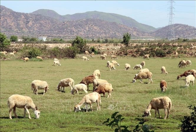 Chăn nuôi gia súc là thế mạnh phát triển của huyện miền núi Bác Ái hiện nay. Ảnh: Công Thử/TTXVN ninh-thuan-4.jpg